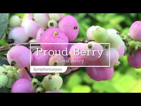 Proud Berry® Coralberry (Symphoricarpos)
