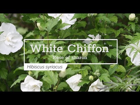 White Chiffon® Rose of Sharon (Hibiscus)