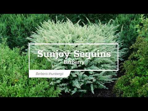 Sunjoy Sequins® Barberry (Berberis)