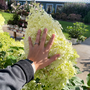 Puffer fish hydrangea blooms in comparison to a hand