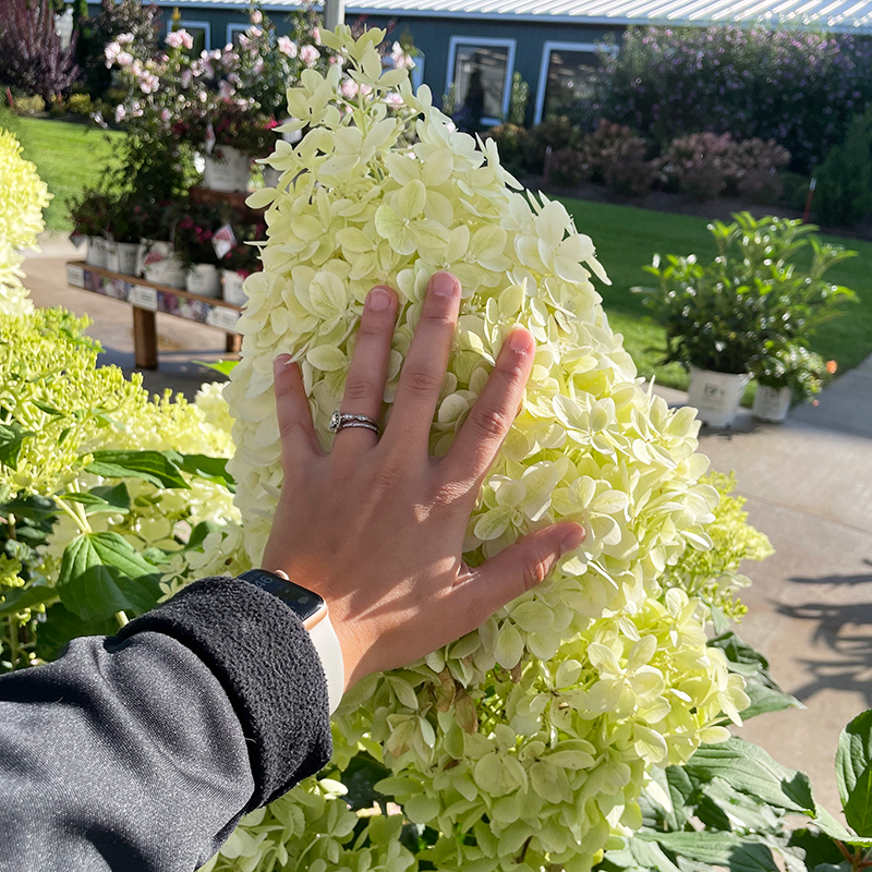 Puffer fish hydrangea blooms in comparison to a hand