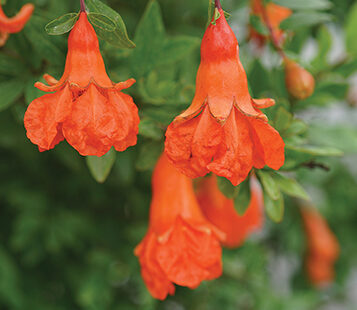 downward hanging orange blossoms