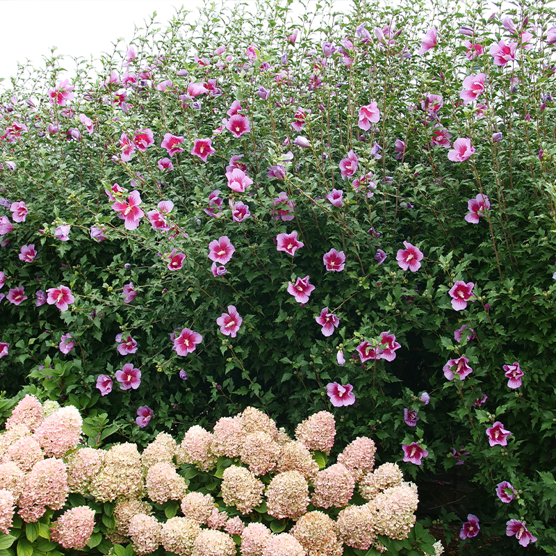 Purple pillar rose of Sharon with hydrangeas
