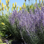 Russian sage plants next to red hot poker