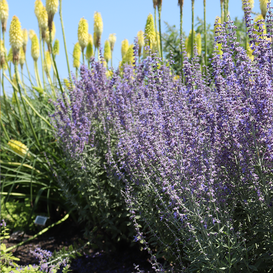 Russian sage plants next to red hot poker