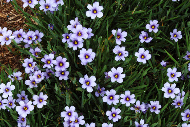 tiny purple flowers