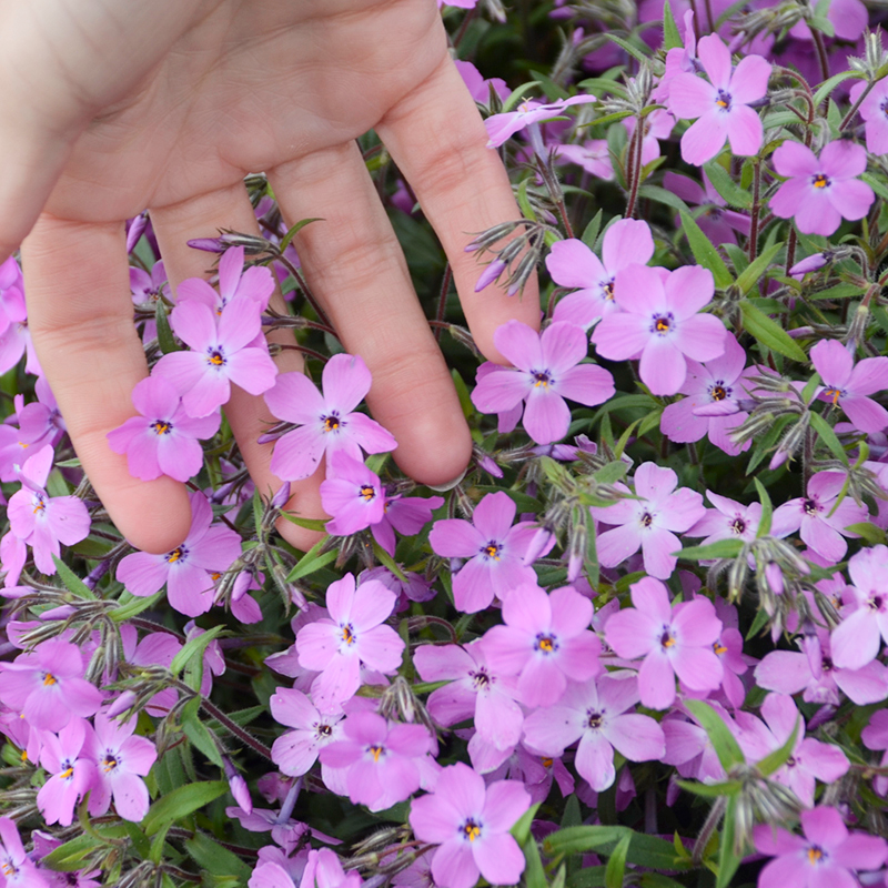 Gros plan sur de petites fleurs roses de phlox des jardins (Rose Sprite).