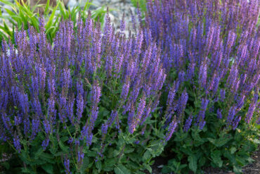 purple salvia flowers