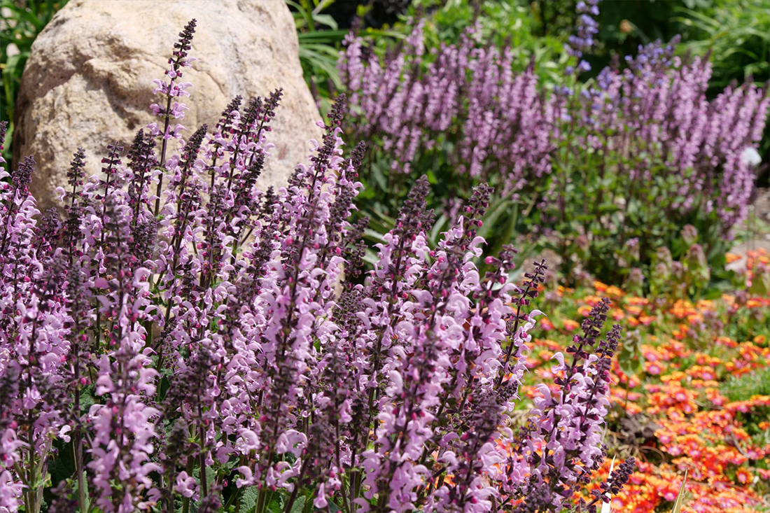 Purple flower spikes and orange pinwheel blooms in a sunny rock garden