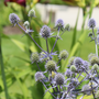 Close up image of blue sea holly flowers
