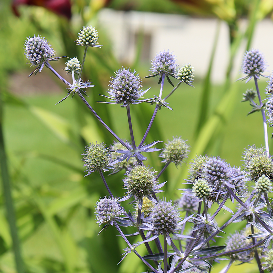 Close up image of blue sea holly flowers