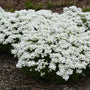 Snowsation™ Evergreen Candytuft has large white flowers that smother compact mounded green foliage.