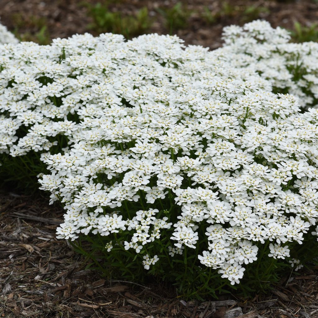 Snowsation™ Evergreen Candytuft has large white flowers that smother compact mounded green foliage.