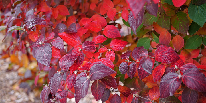 Red viburnum foliage during the fall
