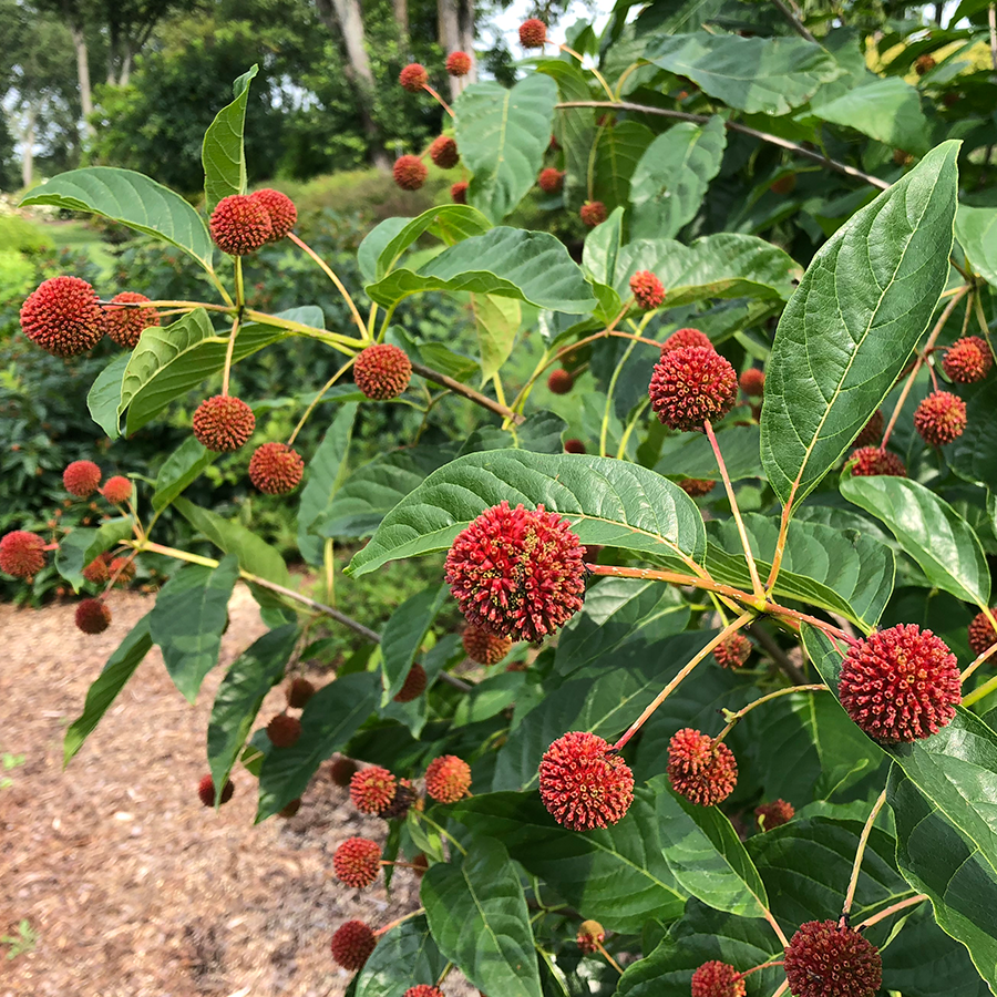 Sugar Shack® Buttonbush (Cephalanthus)