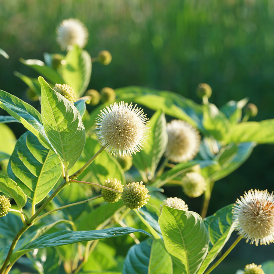 Sugar Shack® Buttonbush (Cephalanthus)