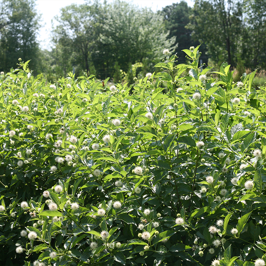 Sugar Shack® Buttonbush (Cephalanthus)