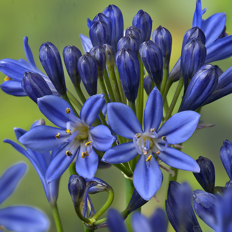 Close up of Summer Love Blue Lily-of-the-Nile deep blue bell-shaped flowers. 