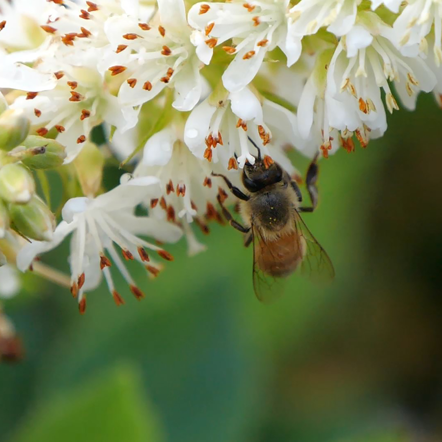 Bee feeding on the nectar of summersweet flowers