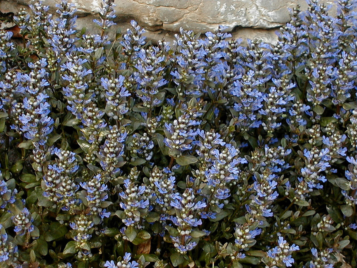 groundcover great for suppressing weeds