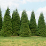 'Green Giant' Arborvitae/Thuja privacy hedge