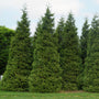 'Green Giant' Arborvitae/Thuja privacy hedge