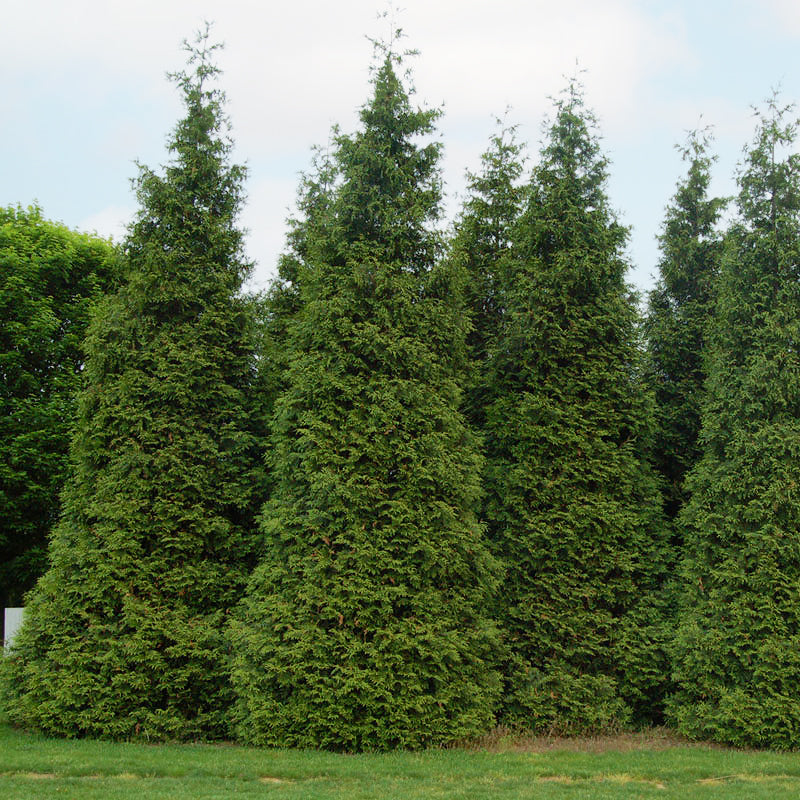 'Green Giant' Arborvitae/Thuja privacy hedge