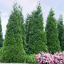 'Green Giant' Arborvitae/Thuja privacy hedge with pink flowers