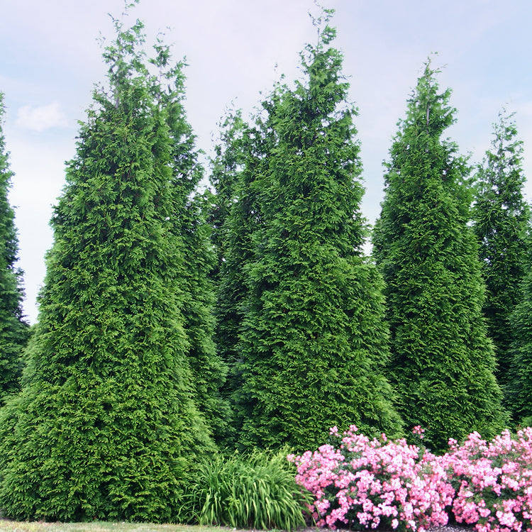'Green Giant' Arborvitae/Thuja privacy hedge with pink flowers