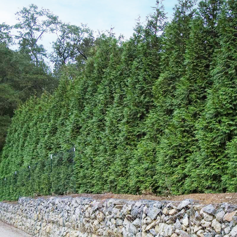 'Green Giant' Arborvitae - Thumbnail 2