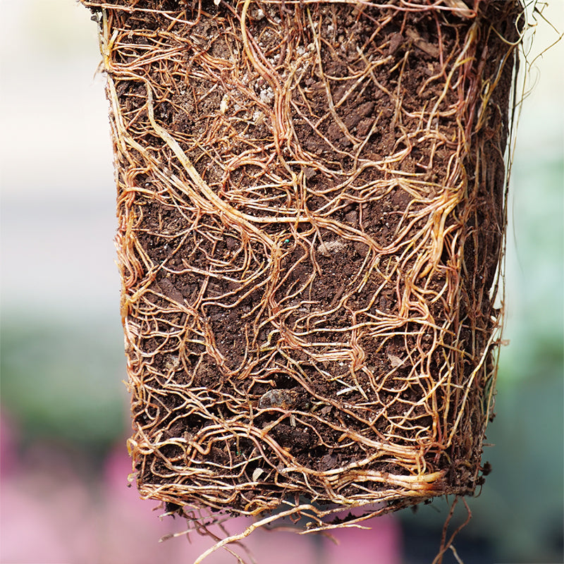 'Green Giant' Arborvitae/Thuja healthy roots