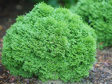 small round bush