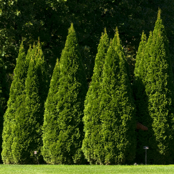 Hetz Wintergreen' Arborvitae