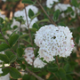 Up close image of viburnum flower clusters