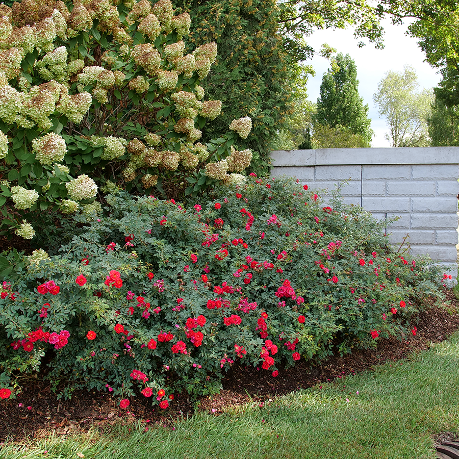 Bright red rose flowers planted under hydrangeas