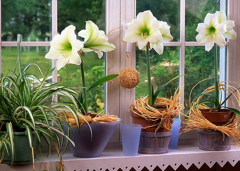 Potted amaryllis plants on a windowsill with decorative elements