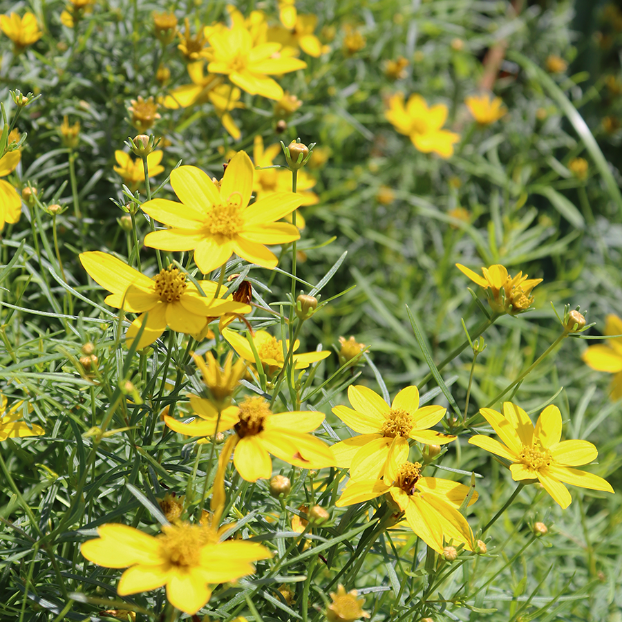 Close up image of yellow tickseed flowers