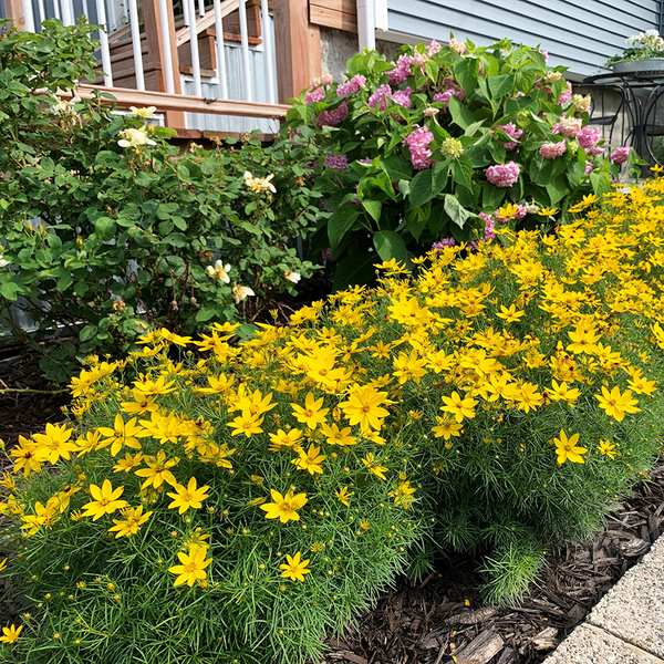 Zagreb' Tickseed | Perennials – Great Garden Plants