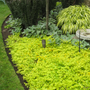 Yellow creeping jenny perennial ground cover