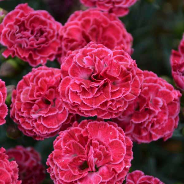 Close-up of the raspberry-pink flowers edged in soft pink of Fruit Punch Raspberry Ruffles Dianthus. 