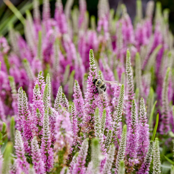 Gros plan sur un pollinisateur savourant une potion rose : la véronique à épis.