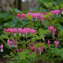 Bleeding Heart with heart-shaped pink blooms hanging off thin stems. 