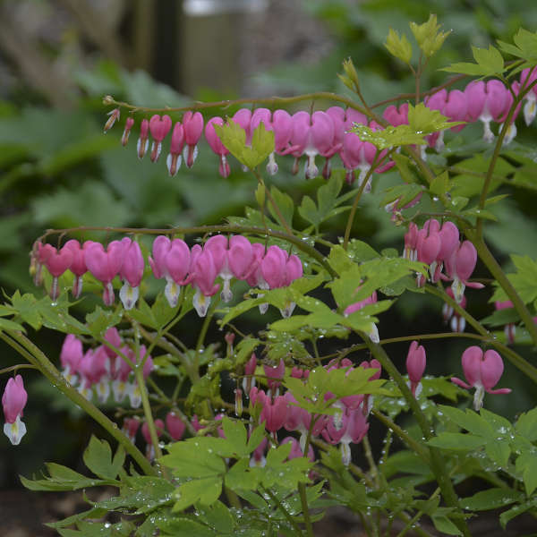 Bleeding Heart with heart-shaped pink blooms hanging off thin stems. 