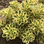 'Atlantis' Stonecrop with variegated foliage planted in landscape