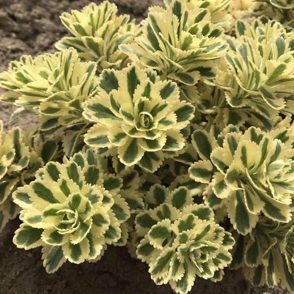 'Atlantis' Stonecrop with variegated foliage planted in landscape