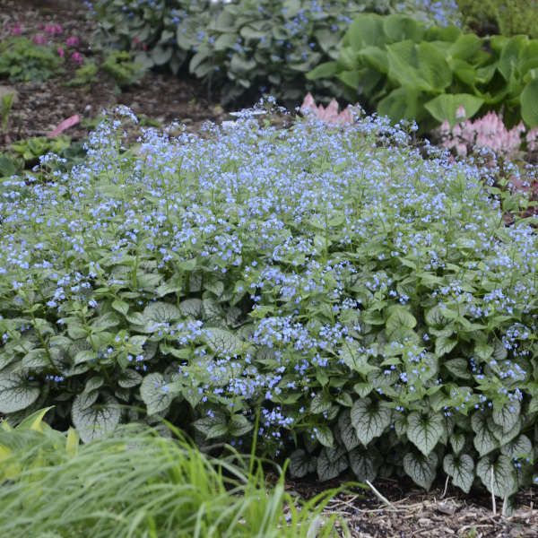 Jack Frost Siberian Bugloss with silver leaves patterned by green veins and a spray of bright blue flowers. 