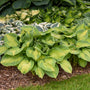 Two Brother Stefan Hostas with muted variegated foliage planted in a garden with other hostas. 