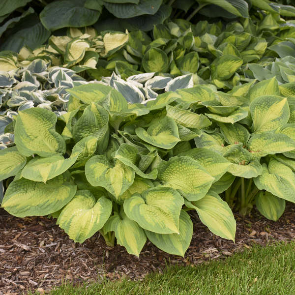 Two Brother Stefan Hostas with muted variegated foliage planted in a garden with other hostas. 