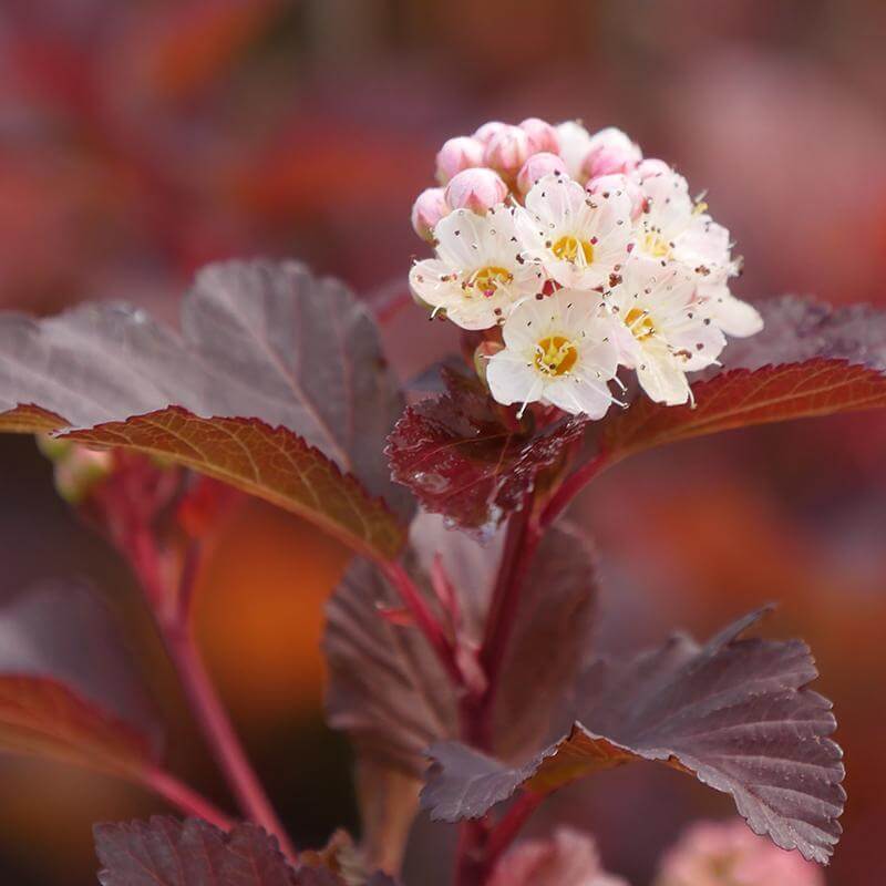 Close-up of a cluster of white Ginger Wine Ninebark flowers. 