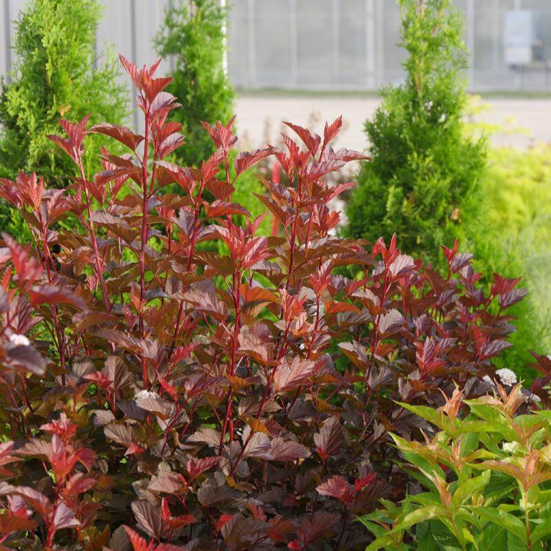 Ginger Wine Ninebark's orange-burgundy foliage in a landscape. 